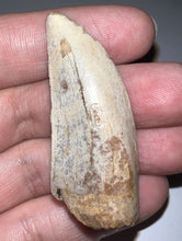 Load image into Gallery viewer, GEM Tyrannosaurus Rex Fossil Tooth 2.05 Inches Hell Creek Formation Montana NO REPAIR! SUPER RARE COLOR!