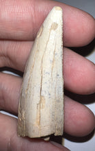 Load image into Gallery viewer, GEM Tyrannosaurus Rex Fossil Tooth 2.05 Inches Hell Creek Formation Montana NO REPAIR! SUPER RARE COLOR!