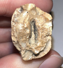 Load image into Gallery viewer, GEM Tyrannosaurus Rex Fossil Tooth 2.05 Inches Hell Creek Formation Montana NO REPAIR! SUPER RARE COLOR!