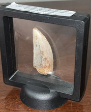 Load image into Gallery viewer, GEM Tyrannosaurus Rex Fossil Tooth 2.05 Inches Hell Creek Formation Montana NO REPAIR! SUPER RARE COLOR!