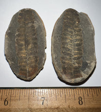 Load image into Gallery viewer, Fossil Tree Ferns from Mazon Creek both halves 1.5 to 2 Inches One Pair Per Order