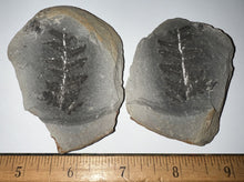 Load image into Gallery viewer, Fossil Tree Ferns from Mazon Creek both halves 1.5 to 2 Inches One Pair Per Order