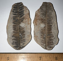 Load image into Gallery viewer, Large Fossil Tree Ferns from Mazon Creek both halves 2.25 to 3 Inches One Pair Per Order