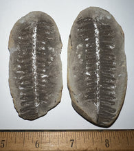 Load image into Gallery viewer, Large Fossil Tree Ferns from Mazon Creek both halves 2.25 to 3 Inches One Pair Per Order