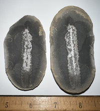 Load image into Gallery viewer, Large Fossil Tree Ferns from Mazon Creek both halves 2.25 to 3 Inches One Pair Per Order