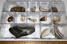 Load image into Gallery viewer, Large Beginner Collection of 12 labeled Fossils in a clear case. Includes Partial Megalodon Tooth, Trilobite, Spinosaur Tooth and more!