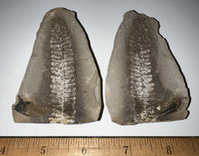 Load image into Gallery viewer, Large Fossil Tree Ferns from Mazon Creek both halves 2.25 to 3 Inches One Pair Per Order