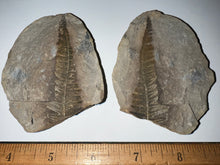 Load image into Gallery viewer, Large Fossil Tree Ferns from Mazon Creek both halves 2.25 to 3 Inches One Pair Per Order