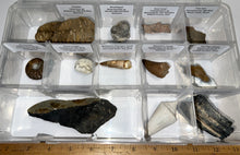 Load image into Gallery viewer, Large Beginner Collection of 12 labeled Fossils in a clear case. Includes Partial Megalodon Tooth, Trilobite, Spinosaur Tooth and more!