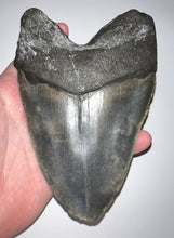 Load image into Gallery viewer, Monster Size Megalodon Fossil Shark Tooth 6.123 Inches Fantastic Serrations! Not Repaired!