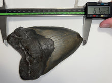 Load image into Gallery viewer, Monster Size Megalodon Fossil Shark Tooth 6.123 Inches Fantastic Serrations! Not Repaired!