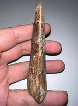 Load image into Gallery viewer, Huge Carcharodontosaur Composite Fossil Tooth 3.65 Inches