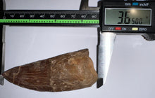Load image into Gallery viewer, Huge Carcharodontosaur Composite Fossil Tooth 3.65 Inches
