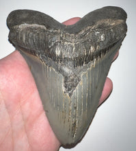 Load image into Gallery viewer, Huge Megalodon Fossil Shark Tooth 5.1 Inches! Not Repaired! Incredible Serrations!