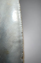 Load image into Gallery viewer, Huge Megalodon Fossil Shark Tooth 5.1 Inches! Not Repaired! Incredible Serrations!