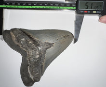 Load image into Gallery viewer, Huge Megalodon Fossil Shark Tooth 5.1 Inches! Not Repaired! Incredible Serrations!