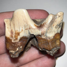 Load image into Gallery viewer, Ice Age Fossil Woolly Rhinoceros Molar Coelodonta Antiquitatis 1.55 Inches