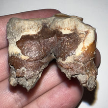 Load image into Gallery viewer, Ice Age Fossil Woolly Rhinoceros Molar Coelodonta Antiquitatis 1.55 Inches