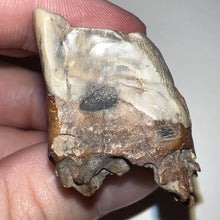 Load image into Gallery viewer, Ice Age Fossil Woolly Rhinoceros Molar Coelodonta Antiquitatis 1.55 Inches