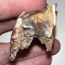 Load image into Gallery viewer, Ice Age Fossil Woolly Rhinoceros Molar Coelodonta Antiquitatis 1.55 Inches