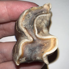 Load image into Gallery viewer, Ice Age Fossil Woolly Rhinoceros Molar Coelodonta Antiquitatis 1.55 Inches