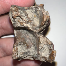 Load image into Gallery viewer, Ice Age Fossil Woolly Rhinoceros Molar Coelodonta Antiquitatis 1.55 Inches