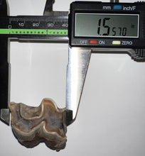Load image into Gallery viewer, Ice Age Fossil Woolly Rhinoceros Molar Coelodonta Antiquitatis 1.55 Inches