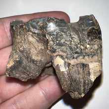 Load image into Gallery viewer, Ice Age Fossil Woolly Rhinoceros Molar Coelodonta Antiquitatis 1.85 Inches