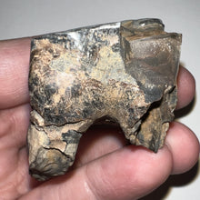 Load image into Gallery viewer, Ice Age Fossil Woolly Rhinoceros Molar Coelodonta Antiquitatis 1.85 Inches