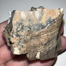 Load image into Gallery viewer, Ice Age Fossil Woolly Rhinoceros Molar Coelodonta Antiquitatis 1.85 Inches