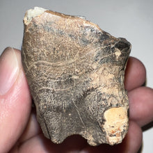 Load image into Gallery viewer, Ice Age Fossil Woolly Rhinoceros Molar Coelodonta Antiquitatis 1.85 Inches