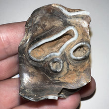 Load image into Gallery viewer, Ice Age Fossil Woolly Rhinoceros Molar Coelodonta Antiquitatis 1.85 Inches