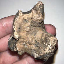 Load image into Gallery viewer, Ice Age Fossil Woolly Rhinoceros Molar Coelodonta Antiquitatis 1.85 Inches