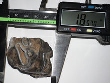 Load image into Gallery viewer, Ice Age Fossil Woolly Rhinoceros Molar Coelodonta Antiquitatis 1.85 Inches