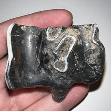 Load image into Gallery viewer, Ice Age Fossil Woolly Rhinoceros Molar Coelodonta Antiquitatis 2 Inches