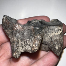 Load image into Gallery viewer, Ice Age Fossil Woolly Rhinoceros Molar Coelodonta Antiquitatis 2 Inches