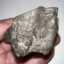 Load image into Gallery viewer, Ice Age Fossil Woolly Rhinoceros Molar Coelodonta Antiquitatis 2 Inches