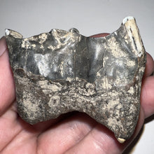 Load image into Gallery viewer, Ice Age Fossil Woolly Rhinoceros Molar Coelodonta Antiquitatis 2 Inches