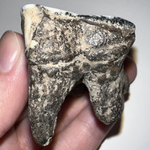 Load image into Gallery viewer, Ice Age Fossil Woolly Rhinoceros Molar Coelodonta Antiquitatis 2 Inches