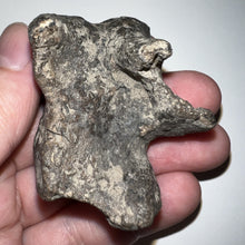 Load image into Gallery viewer, Ice Age Fossil Woolly Rhinoceros Molar Coelodonta Antiquitatis 2 Inches