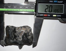 Load image into Gallery viewer, Ice Age Fossil Woolly Rhinoceros Molar Coelodonta Antiquitatis 2 Inches