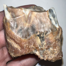 Load image into Gallery viewer, Ice Age Fossil Woolly Rhinoceros Molar Coelodonta Antiquitatis 2.22 Inches