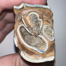 Load image into Gallery viewer, Ice Age Fossil Woolly Rhinoceros Molar Coelodonta Antiquitatis 2.22 Inches
