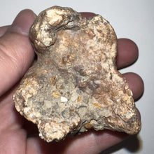 Load image into Gallery viewer, Ice Age Fossil Woolly Rhinoceros Molar Coelodonta Antiquitatis 2.22 Inches