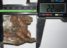 Load image into Gallery viewer, Ice Age Fossil Woolly Rhinoceros Molar Coelodonta Antiquitatis 2.22 Inches