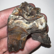Load image into Gallery viewer, Ice Age Fossil Juvenile Woolly Rhinoceros Molar Coelodonta Antiquitatis 1.98 Inches