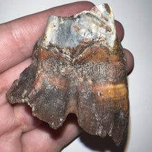 Load image into Gallery viewer, Ice Age Fossil Juvenile Woolly Rhinoceros Molar Coelodonta Antiquitatis 1.98 Inches