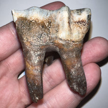 Load image into Gallery viewer, Ice Age Fossil Juvenile Woolly Rhinoceros Molar Coelodonta Antiquitatis 1.98 Inches