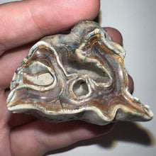 Load image into Gallery viewer, Ice Age Fossil Juvenile Woolly Rhinoceros Molar Coelodonta Antiquitatis 1.98 Inches