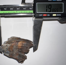 Load image into Gallery viewer, Ice Age Fossil Juvenile Woolly Rhinoceros Molar Coelodonta Antiquitatis 1.98 Inches